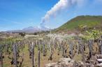Etna Wines: Burgundy in Italy?